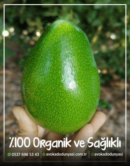 Avokado (1) Adet) erkenci